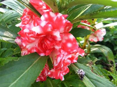 Impatiens balsamina